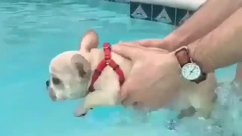 Dog swimming