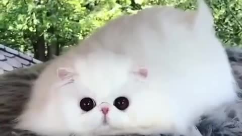 Cute, fluffy cat playing with its owner