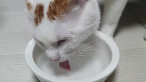 A Cat is drinking water.