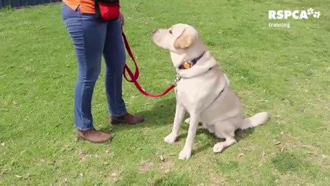 FREE DOG TRAINING SERIES – Lesson 1: how to show your canine to sit and drop
