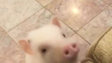 Little cute tiny piglet is always watching on you