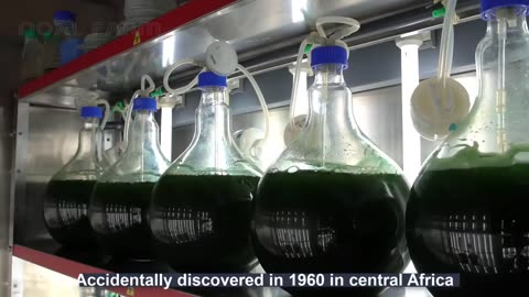 Modern Spirulina Farming Technology - Microalgae cultivation and harvest in a greenhouse