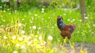 Rooster walking on a dandelion field