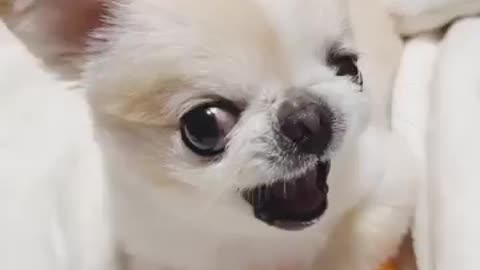 || Funny dog barking || Cute dog 🐶 || Loving pet animals ||