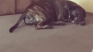 Sleeping dog wags tail during happy dream