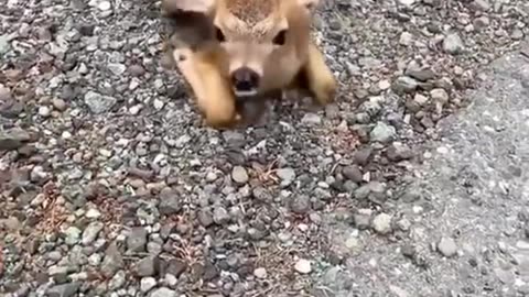 Save a baby deer