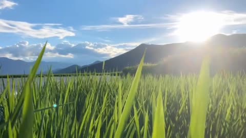 Wetland in sunny weather