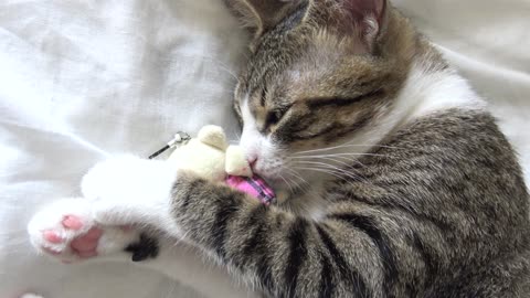 Adorable Little Cat Plays and Falls Asleep