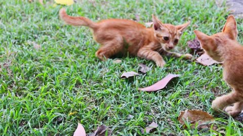 Young cats play in the garden