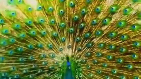 # world most beautiful and amazing peacock view soo amazing natural beautyy