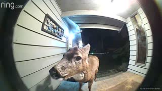 Buck Stops by to Munch on Birdseed