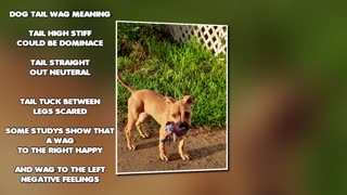 The meaning of a Dog's tail wag and meeting a DOG