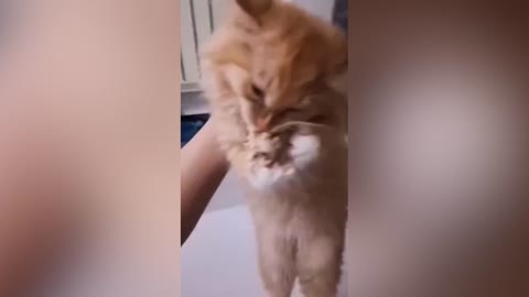The cry of a kitten who had his chicken taken away became a video hit