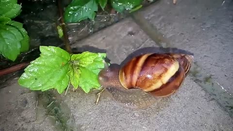 Snail Eats Grass In Rainy Day