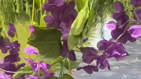 Violet by the water