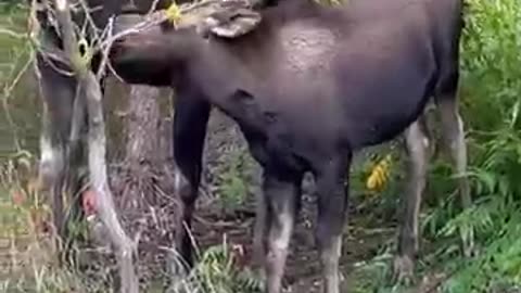 Baby Moose confronts our Husky with hackles up!