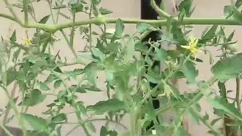 Tomatoes are ready to eat as soon as they are ripe