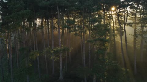 drone_forest_forest_drone_landscape