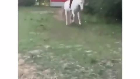 Super angry horse