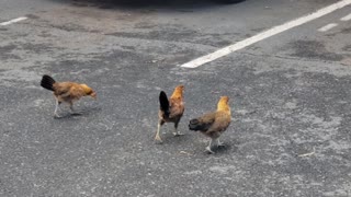 Chickens Out From Under My Car