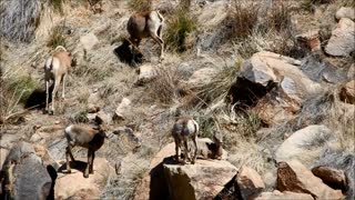 Bighorns on Pusch Ridge