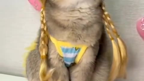 Collection of funny cat videos (Best funny cat)