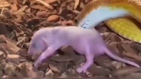 Snake eat mouse baby