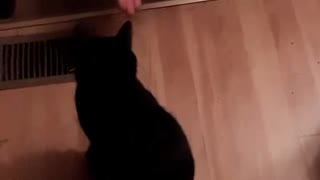 Bailey the Cat does Dog Tricks