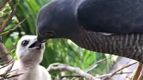 Mother_Bird_Attacks_and_Eats_Skink_With_a_Chick_–_How_Baby_Shikra_Poop_in_the_Clean_Nest_