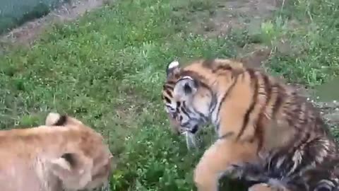 Baby Lion and Baby Tiger Engage in a Physical Combat
