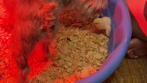 Doggy has super sweet reaction to newly hatched chicks