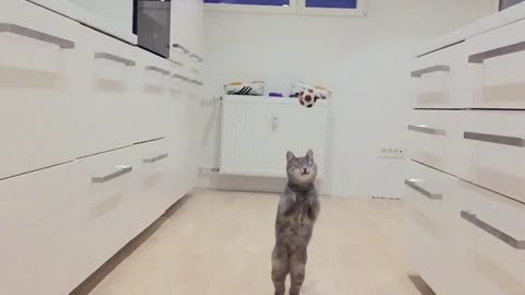 Cat Can Play Catch!