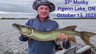 Bill's 37" Musky "Nemo"