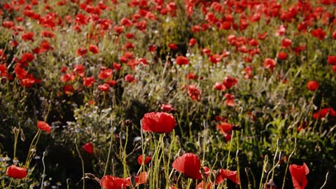 Poppy flowers