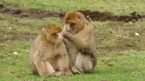 Cute and funny monkey video