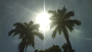 The sun shines brightly on 2 palm trees in the park, beautiful scenery [Nature & Animals]