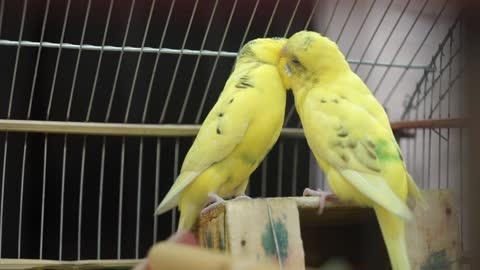 yellow birds being romantic to each other-