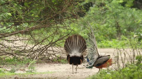 Peacock Displaying Feathers (18)