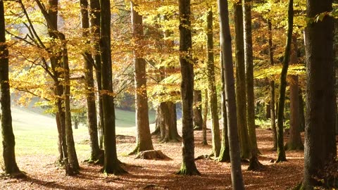 Beautiful autumn forest at a sunny day