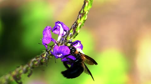 Bee my Flower!!