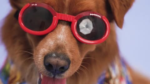 A Dog with Red Sunglasses