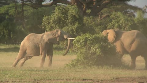 Elephants fight each other on the plains of Africa