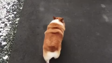 Corgi hops