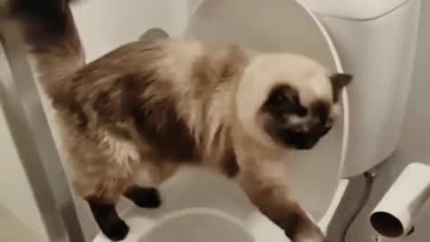 Funny video cats | animals funny video