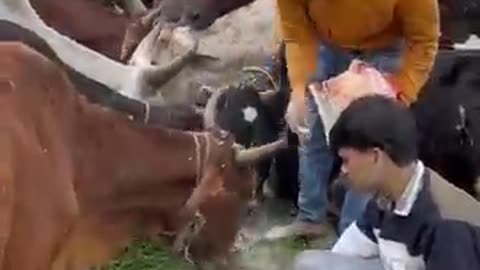 Humanity _ helping cow | short video # viral tranding cow video