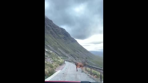 Curious deer wanders onto road in front of car driving down the mountain