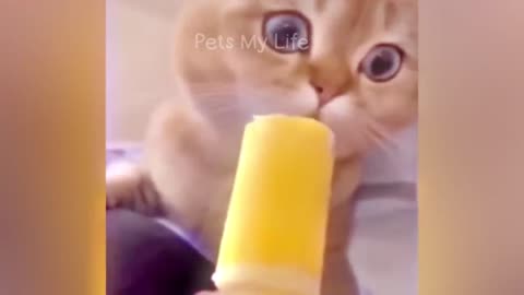 New funny animals The funniest cat and dog videos