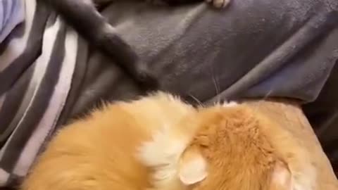 DONT TOUCH ME ,Best Funny Cat Videos Of This Week #short 43