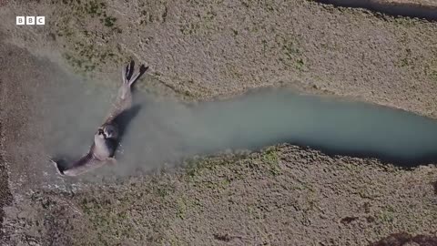 Ocean Melody: Relaxing With Nature | The Wild Place | BBC Earth