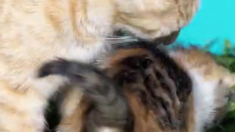 Adorable Kittens And Mother Cat new video!! funny cat videos 2022